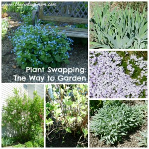 Plant Swaps – A Perfect Way to Grow Your Garden {Part 1)