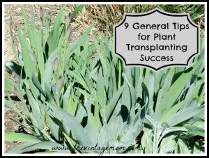 9 General Tips for Plant Transplanting Success