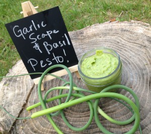 Garlic Scape and Basil Pesto – Nut Free